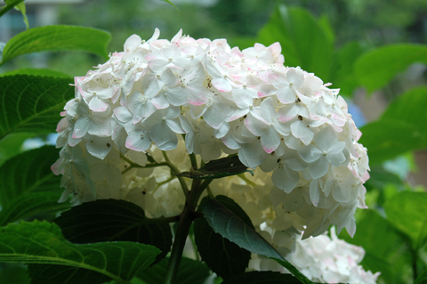 あじさい祭り6:紫陽花 あじさい祭り6:紫陽花