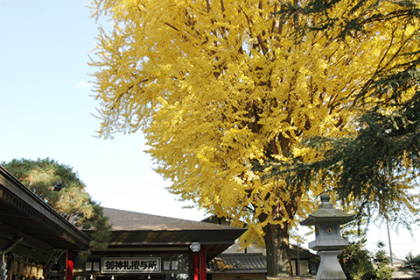 大銀杏(ご神木)の画像です。 大銀杏(ご神木)