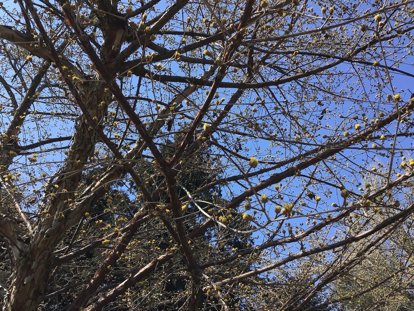 春と桜　山茱萸と木