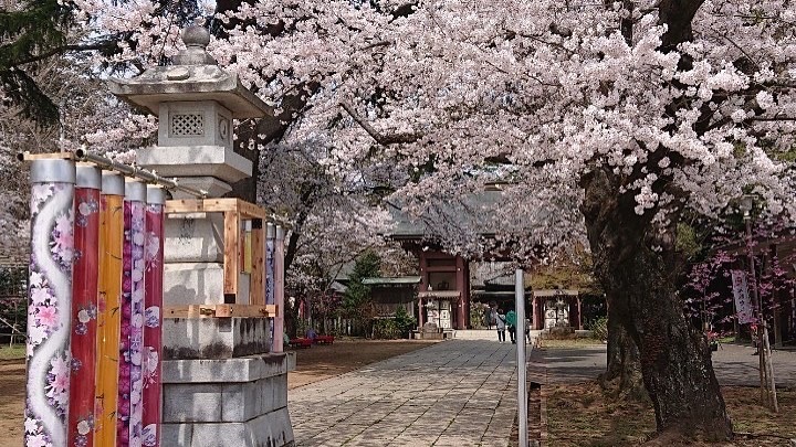 一の鳥居近くの桜とキモノノキ　参道から桜を楽しめる