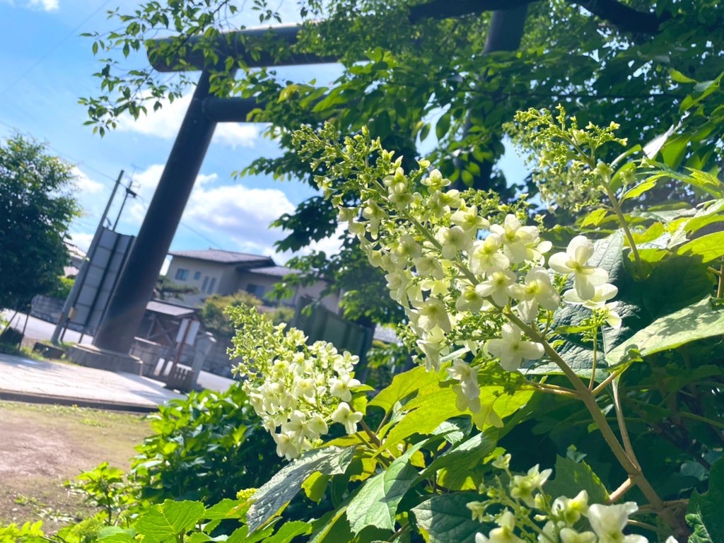 鳥居付近のカシワバアジサイの様子