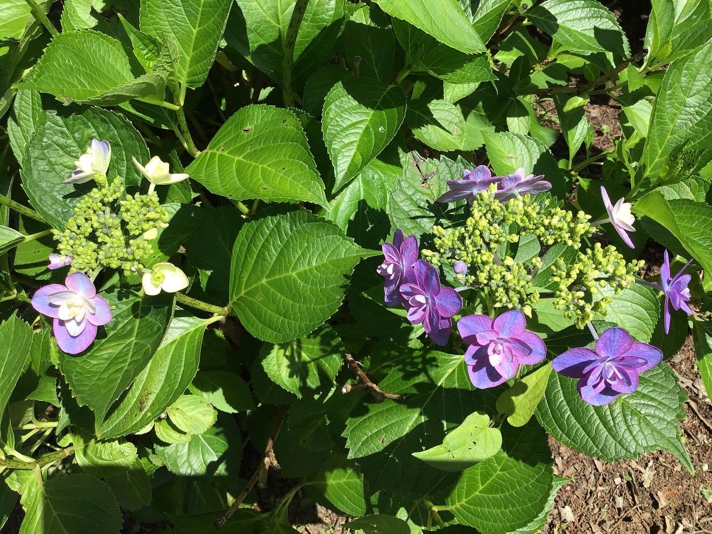 ピンクの紫陽花が咲き誇る　他にも色とりどりに色づき始める