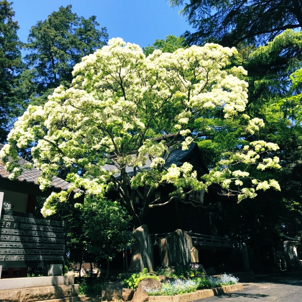 大宝八幡宮のなんじゃもんじゃの木