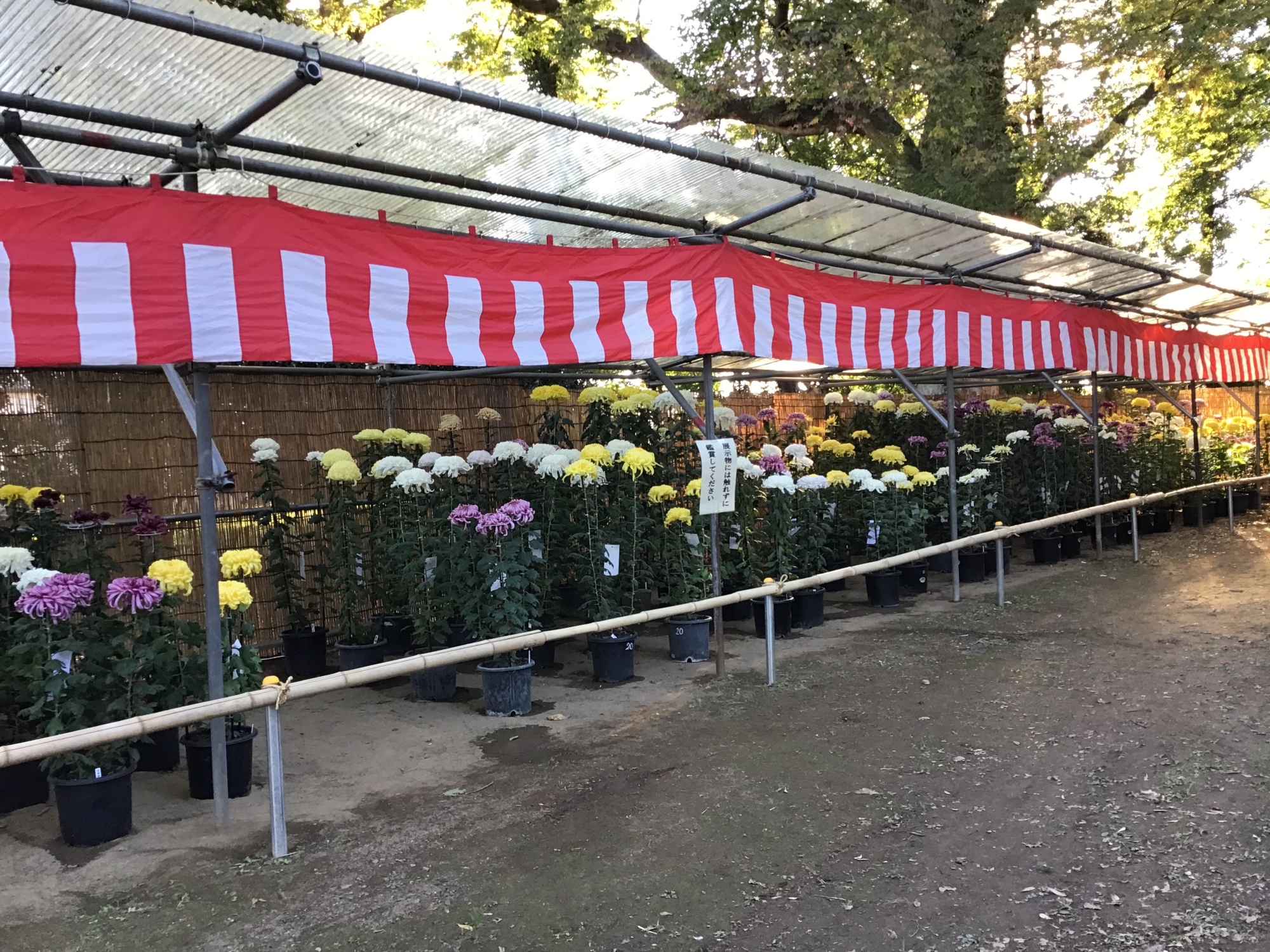 菊まつりの作品　鉢物がずらりと並ぶ