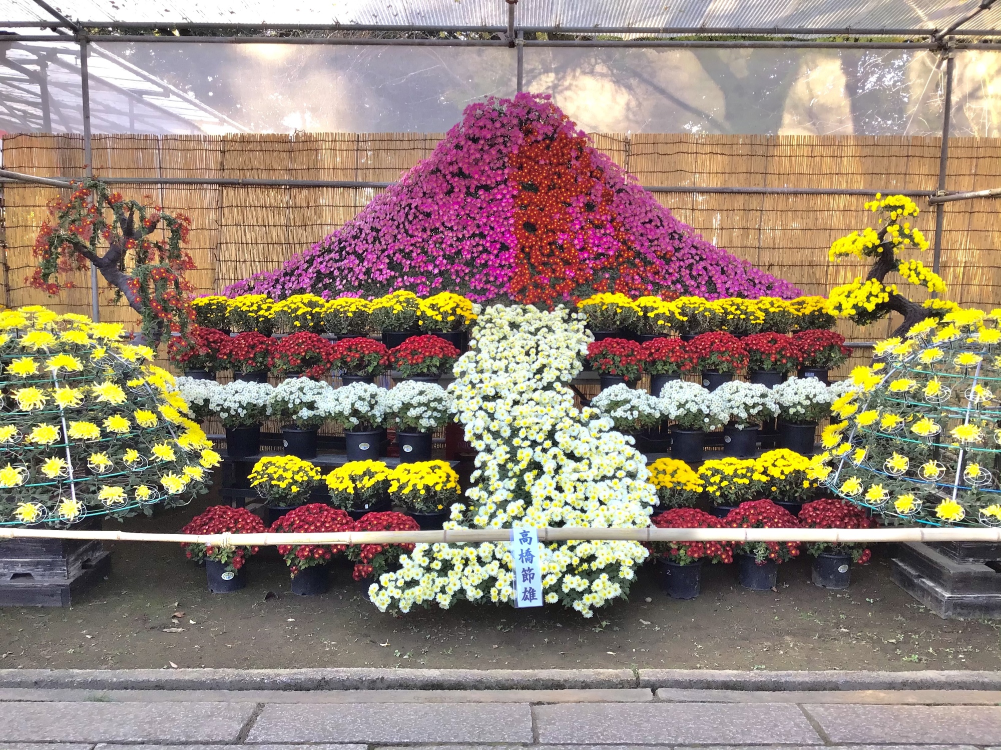 開催中の菊まつりの菊の様子