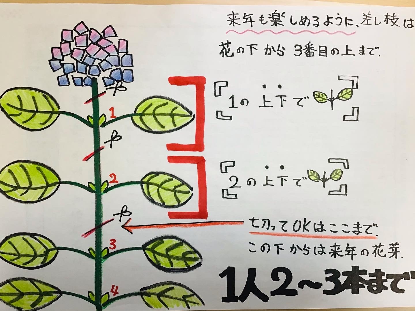 あじさいの剪定　切り方