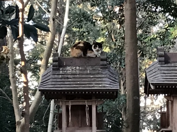 みーちゃんがお宮の上に鎮座　気持ちよくお昼寝