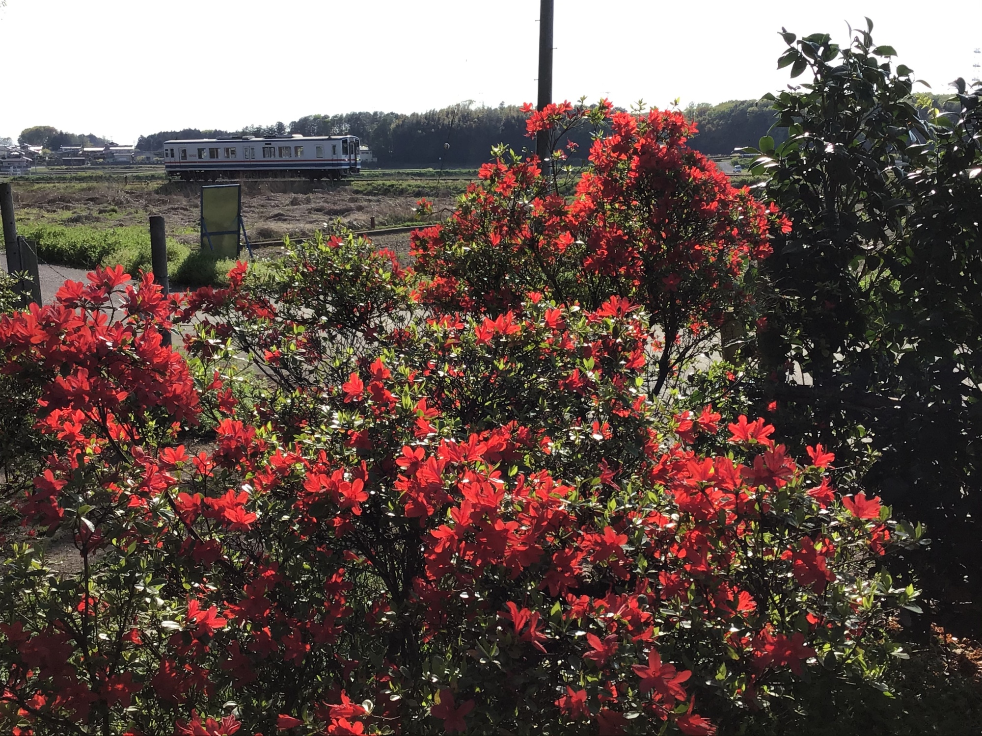 大宝八幡宮のあじさい苑に咲いている真っ赤なツツジ