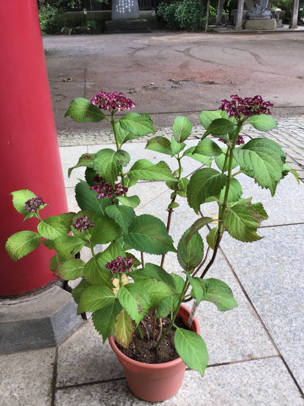 境内の鉢植えの紫陽花　名前はフラウ・トシコ