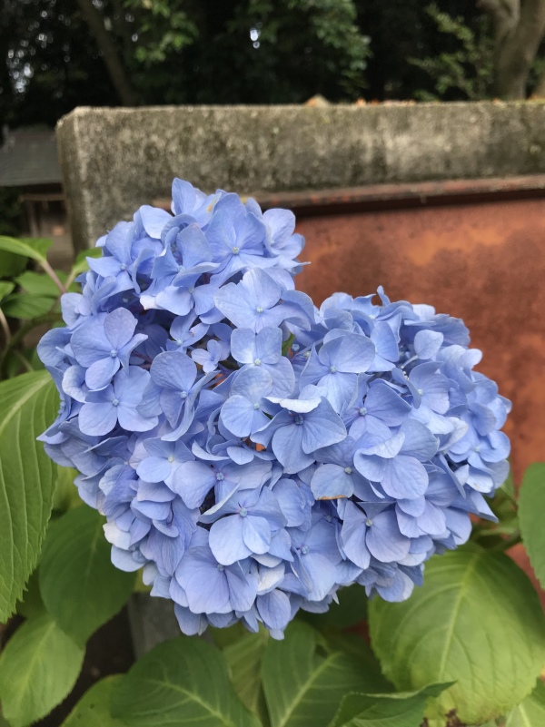 青色のハート型紫陽花　大宝八幡宮の境内
