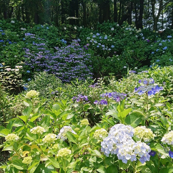 あじさい苑の紫陽花の様子