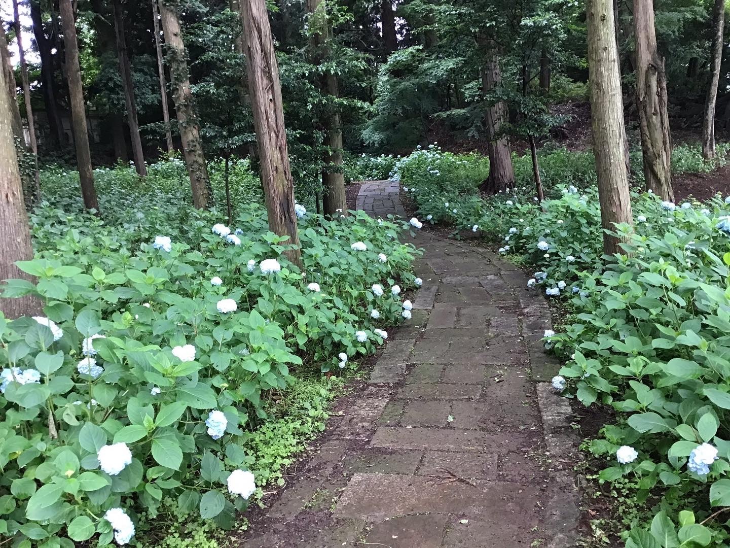 風鈴と紫陽花　雨と梟