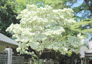 の な 木 もんじゃ んじゃ 岡湊神社の珍花「なんじゃもんじゃ」
