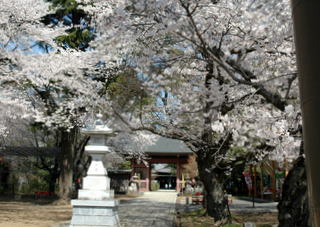 満開の桜