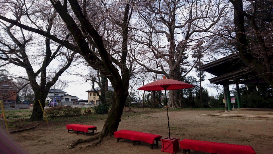 境内の桜は三分咲き