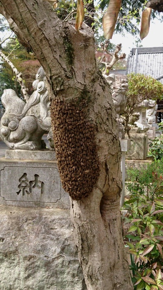 ニホンミツバチの分蜂