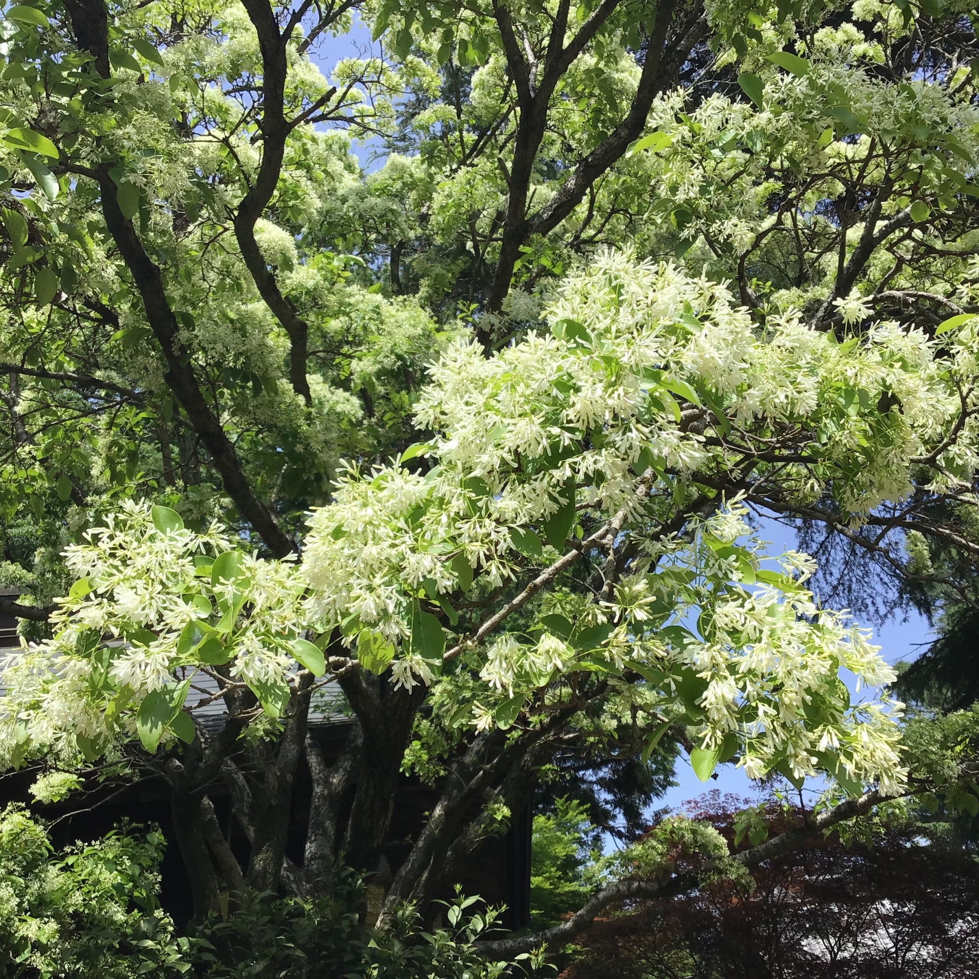 神楽殿横のなんじゃもんじゃ　白い花がいっぱい付いている