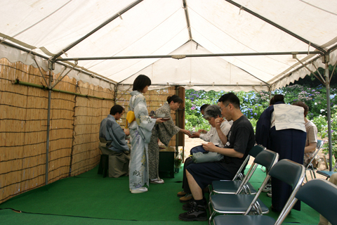 あじさい祭りにおける野点