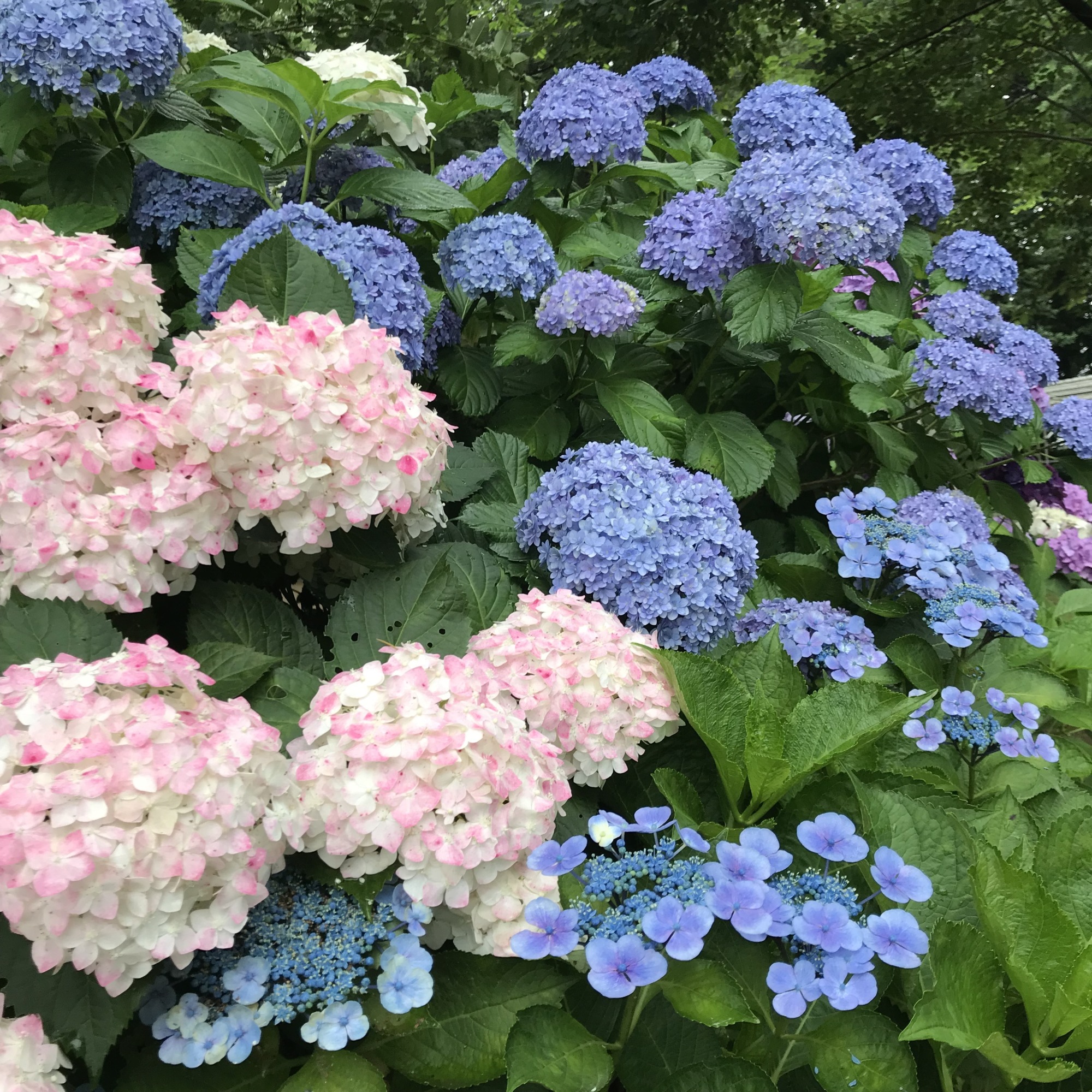 あじさい苑の紫陽花　色とりどりに咲き誇る