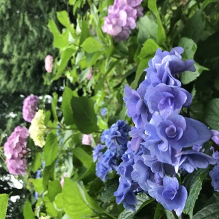 あじさい苑の紫陽花　色とりどりに咲き誇る