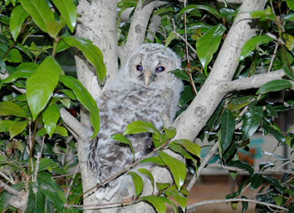 フクロウの雛