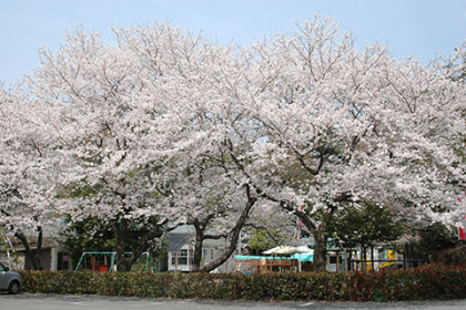 保育園の桜
