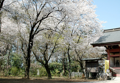 境内の桜