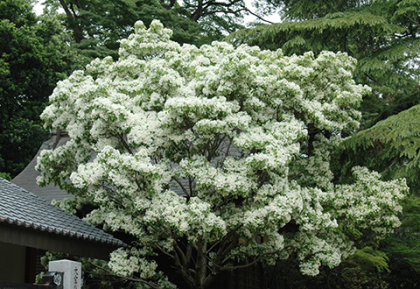 大宝八幡宮の祭と四季（４〜６月）