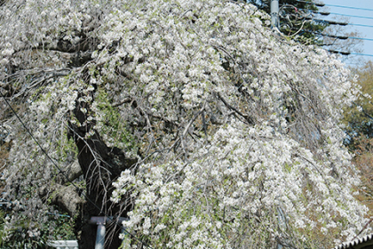 一足早い枝垂桜