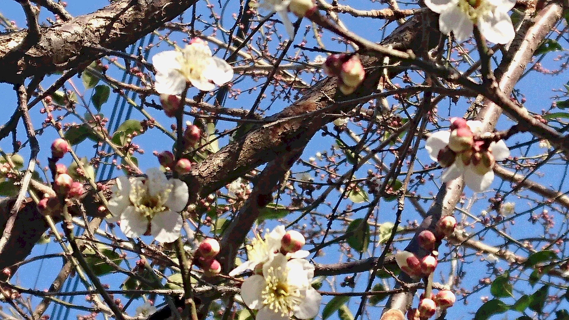 梅の花