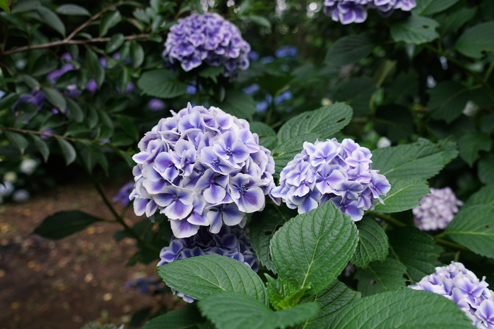 大宝八幡宮のあじさいの花々