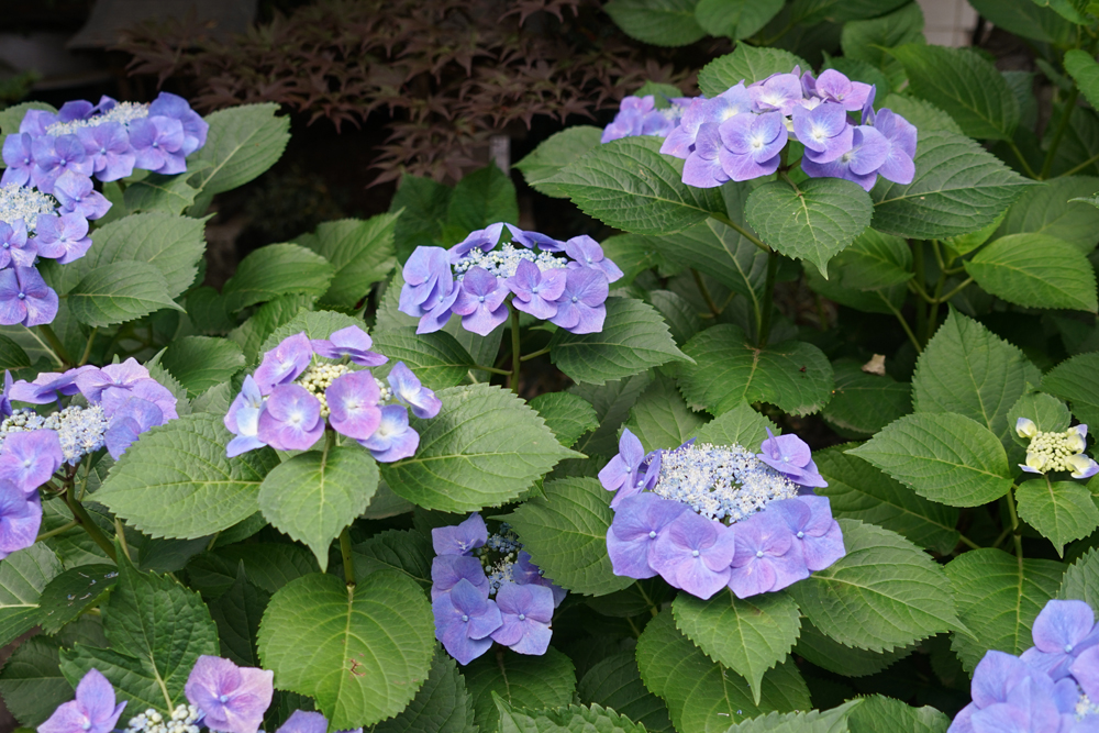 大宝八幡宮のあじさいの花々