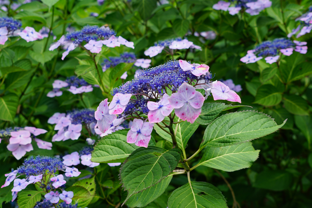 大宝八幡宮のあじさいの花々