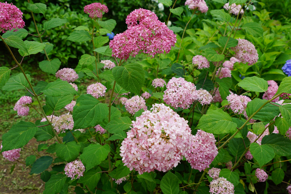 大宝八幡宮のあじさいの花々