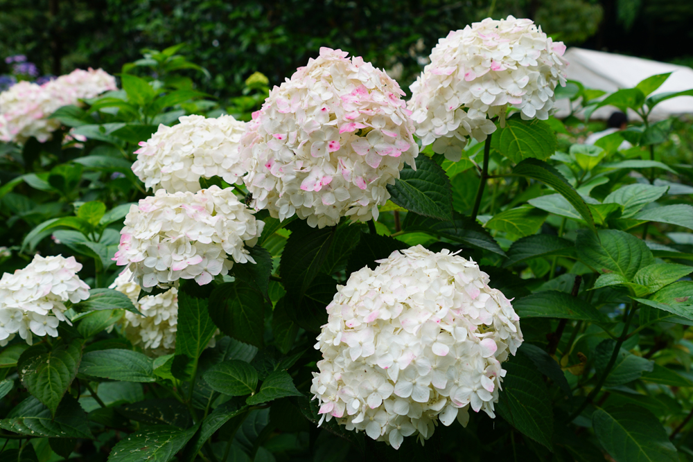 大宝八幡宮のあじさいの花々