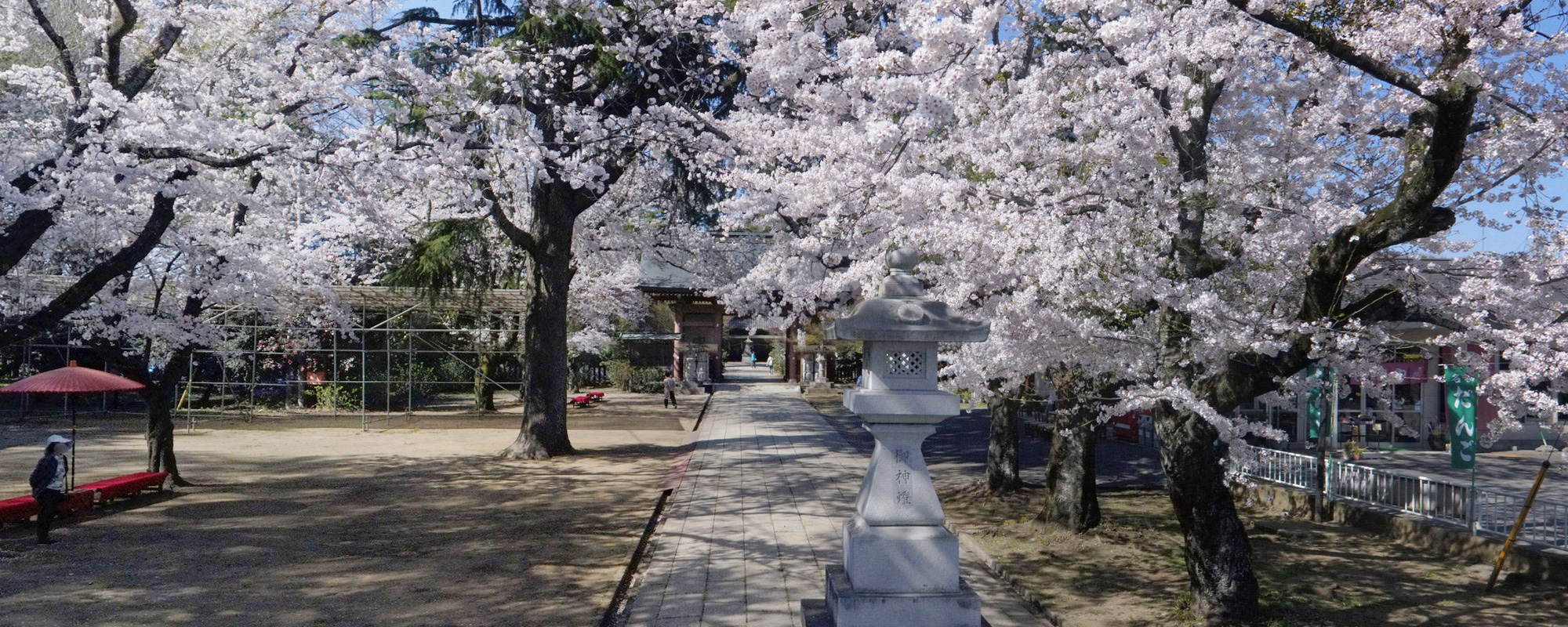 茨城県下妻市の大宝八幡宮の桜