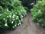 雨の日のあじさい神苑の通路　青と白の紫陽花