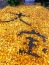 大銀杏の落ち葉で描いた大宝の文字