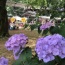 前週のあじさいマルシェの様子　紫陽花と共に