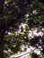 大宝八幡宮境内の木　フクロウがとまっている