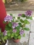 境内の鉢植えの紫陽花　5月30日のトシコさん